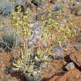 Tylecodon rubrovenosus, Gamsberg RSA JLcoll.4440.jpg